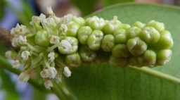 maillardia borbonica .Bois de maman.bois de sagaye. inflorescence. Moraceae . endémique Réunion  P1200309