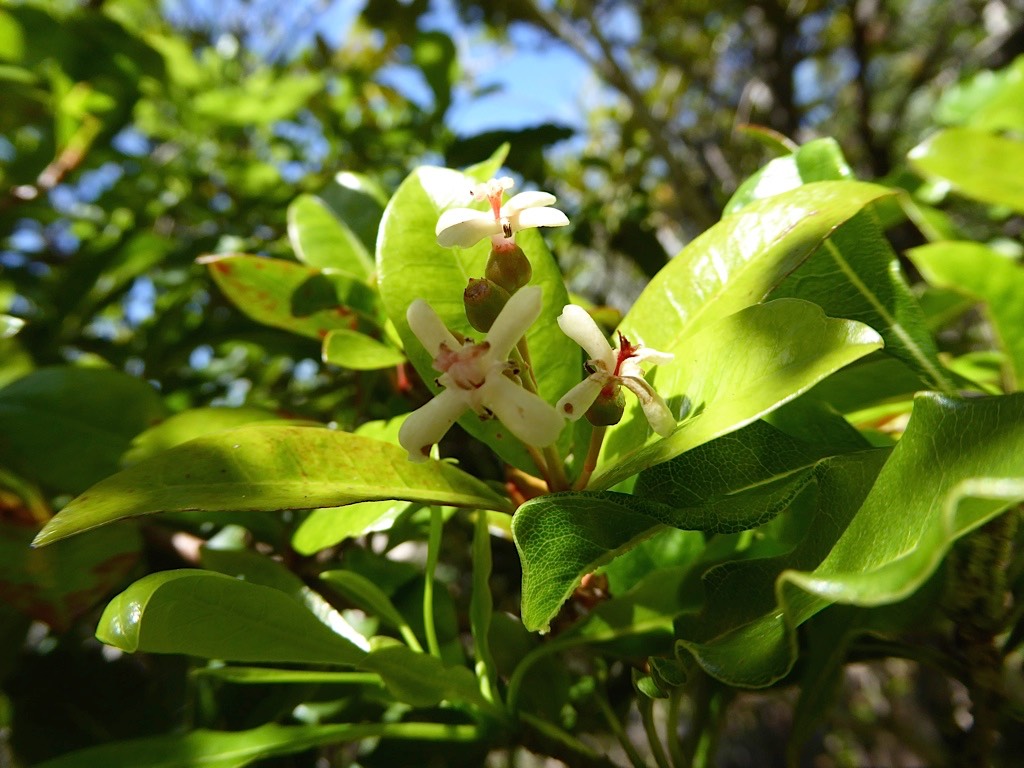Myonima obovata . bois de prune rat.rubiaceae .Endémique Réunion Maurice P1200107
