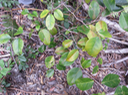 12 Securinega durissima - Bois dur/Corce rouge/Bois de pêche marron - Euphorbiacées > Phyllanthaceae- Indigène à La Réunion, à Maurice, à Madagascar