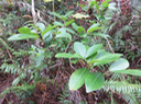 16 ??? Ficus reflexa - Affouche à petites feuilles/Affouche rouge/Affouche bâtard - MORACEAE