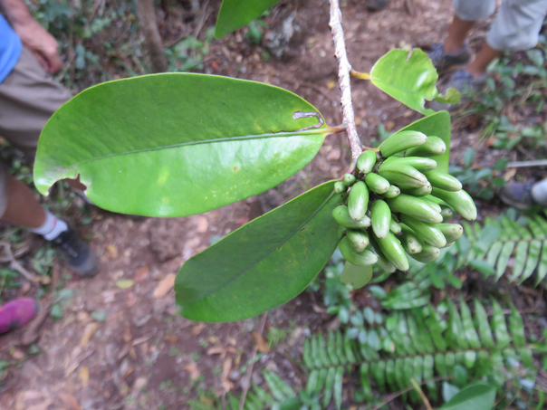 18 Fruits du Erythroxylon laurifolium- Bois de rongue - Erythroxylacée- BM