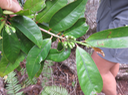 2 Fruits de Erythroxylon laurifolium- Bois de rongue - Erythroxylacée- BM