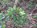 22 ??? Securinega durissima - Bois dur/Corce rouge/Bois de pêche marron - Euphorbiacées > Phyllanthaceae- Indigène à La Réunion, à Maurice, à Madagascar