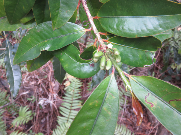 3 Fruits de Erythroxylon laurifolium- Bois de rongue - Erythroxylacée- BM