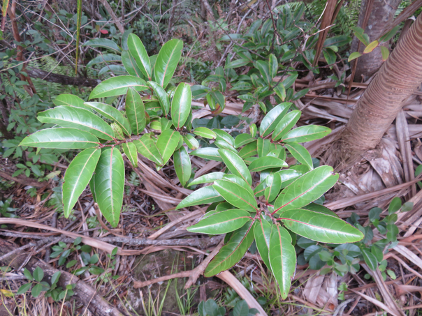 30 Casearia coriacea - Bois de cabri rouge - Flacourtiaceae - endémique de la Réunion et de Maurice