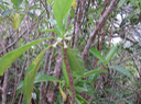 31 Fleur de Antirhea borbonica - Bois d'Osto - Rubiacée - M