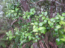 35 Fruits de Memecylon confusum - Bois de balai  ou bois de cerise marron - Memecylacée - E