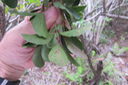 38 Capillaires sur face inférieure de la feuille du Pleurostylia pachyphloea - Bois d'olive gros peau - Célastracée - B