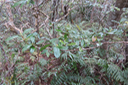 43 Myonima obovata - Bois de prune  ou Bois de prune rat - Rubiaceae