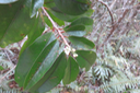 44 Fleur de Erythroxylon laurifolium- Bois de rongue - Erythroxylacée- BM