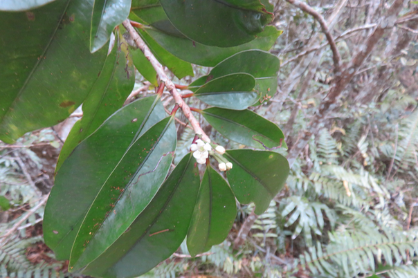 44 Fleur de Erythroxylon laurifolium- Bois de rongue - Erythroxylacée- BM