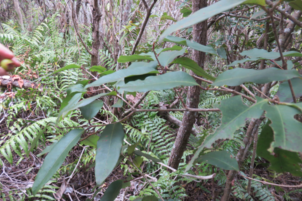47 Eugenia mespiloides Lam. - Bois de nèfles à grandes feuilles - Myrtaceae - B, M?   Réunion,Maurice ?