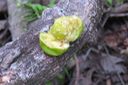 50 Fruit de Eugenia mespiloides Lam. - Bois de nèfles à grandes feuilles - Myrtaceae - B, M?   Réunion,Maurice ?
