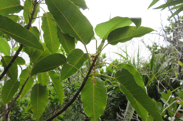 55 ??? Ficus densifolia - Grand Affouche - Moraceae