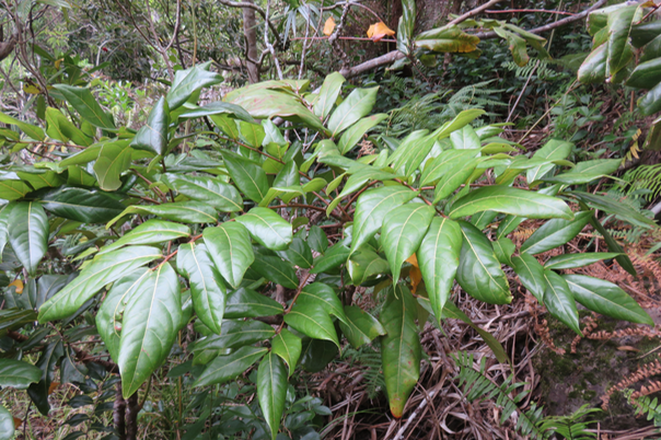 56 Cnestis glabra - Mafatamboa ou Mafatambois - Connaraceae