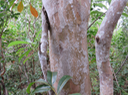 8 Tronc caractéristique de Cossinia pinnata  - Bois de Judas - SAPINDACEE  Endémique M