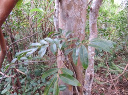 9 Tronc caractéristique de Cossinia pinnata  - Bois de Judas - SAPINDACEE  Endémique 