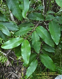 Eugenia mespiloides.bois de nèfles à grandes feuilles P1290587