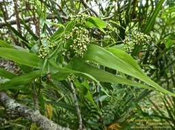 Flagellaria indica. liane jolivave