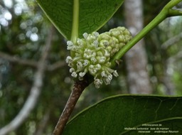 Maillardia borbonica . Bois de maman P1290558