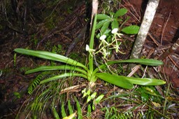 Angraecum eburneum (9)