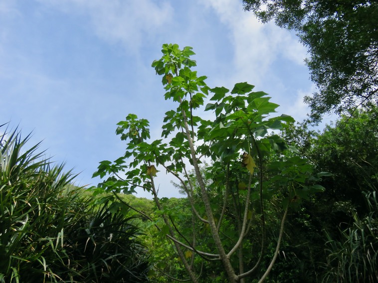 1. Obetia ficifolia - Bois d'Ortie - Urticacée - B