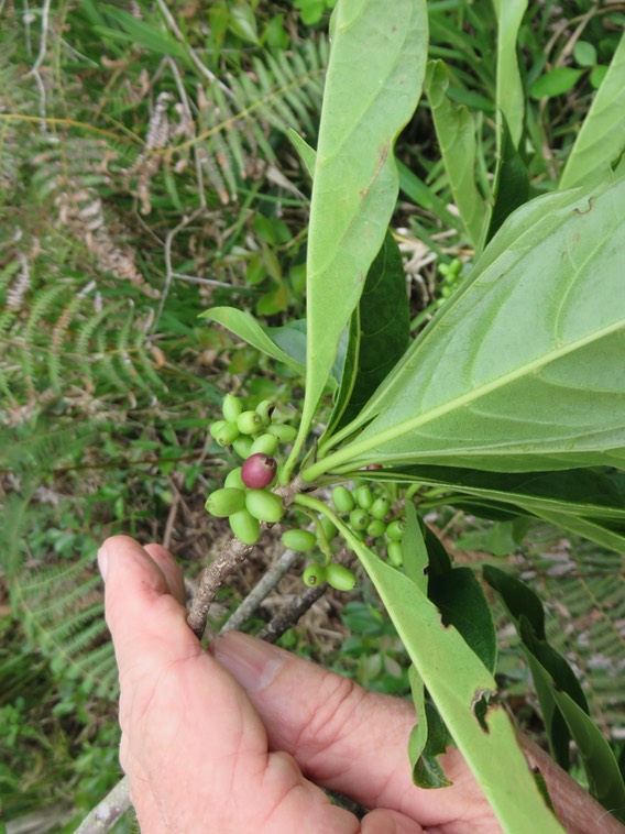 10. Fruits Antirhea borbonica - Bois d'Osto - Rubiacée - M IMG_2451.JPG
