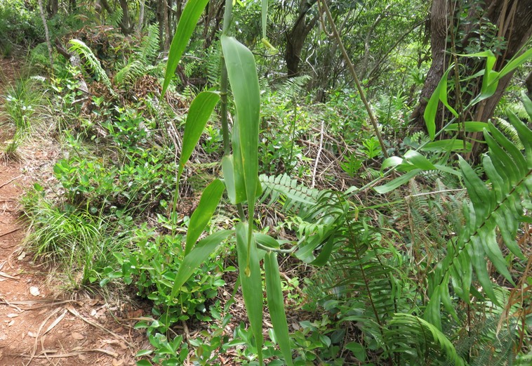 14. Flagellaria indica L. - Jolilave. jolivave - Flagellariaceae - Indigène Réunion. IMG_2455.JPG