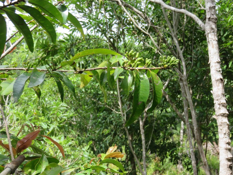 15. Fruits d' Erythroxylum laurifolium - Bois de rongue - Erythroxylacée- BMIMG_2459.JPG