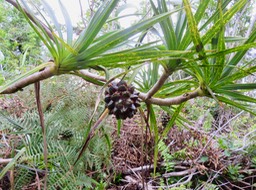 18. Fruit du Pandanus sylvestris - Petit Pimpin - Pandanacée - B
