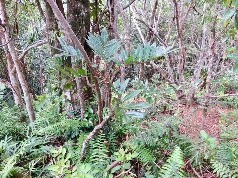 20. Cnestis glabra - Mafatamboa ou Mafatambois - Connaraceae  - indig ène Réunion, Maurice existe à Madagascar IMG_2464.JPG