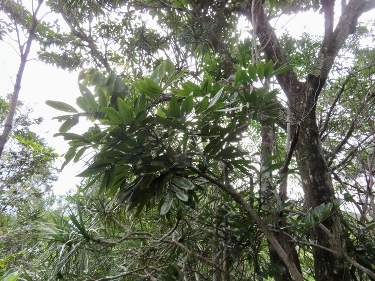 21. Cnestis glabra - Mafatamboa ou Mafatambois - Connaraceae  - indig ène Réunion, Maurice existe à Madagascar IMG_2466.JPG
