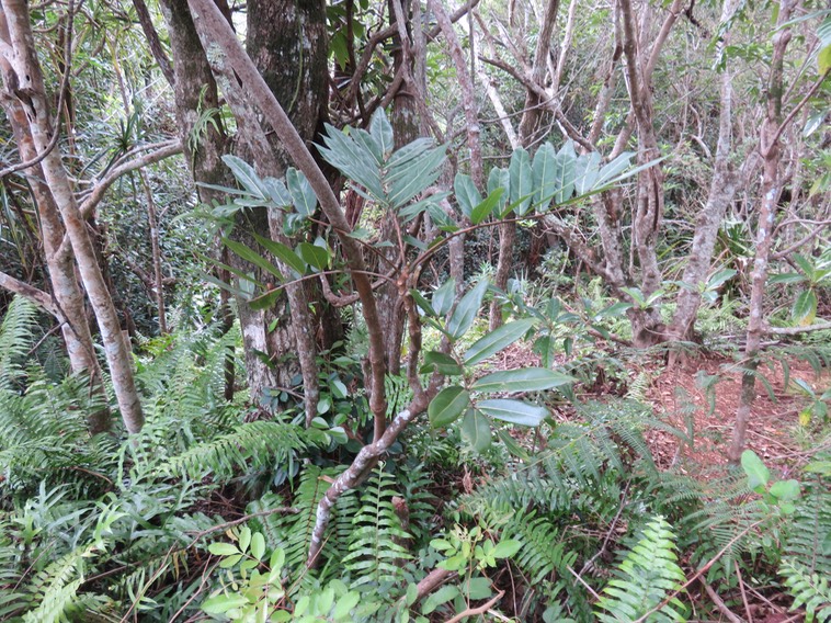 22. Cnestis glabra - Mafatamboa ou Mafatambois - Connaraceae  - indig ène Réunion, Maurice existe à Madagascar IMG_2467.JPG
