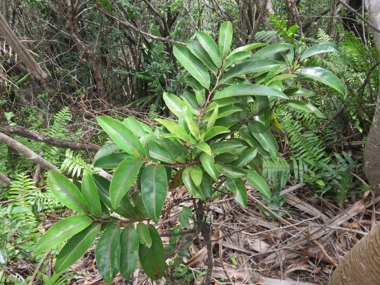 23. Casearia coriacea - Bois de cabri rouge - Flacourtiaceae - endémique de la Réunion et de Maurice
