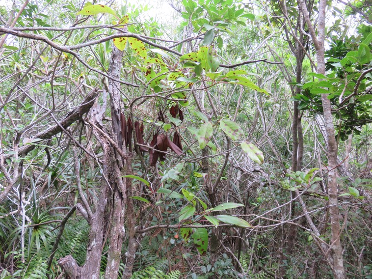 28. Feuilles tachetées de noir de Diospyros borbonica - Bois noir des Hauts - Ebenacea  - endémique de la Réunion