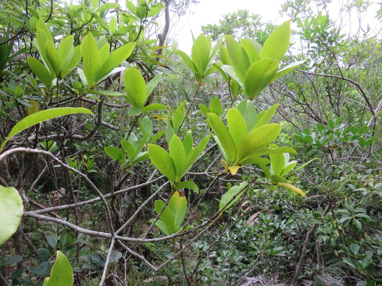 29. Chionanthus broomeana - Bois de coeur bleu - OLEACEAE - Endémique Réunion (domaties velues à poils bruns) IMG_2482.JPG