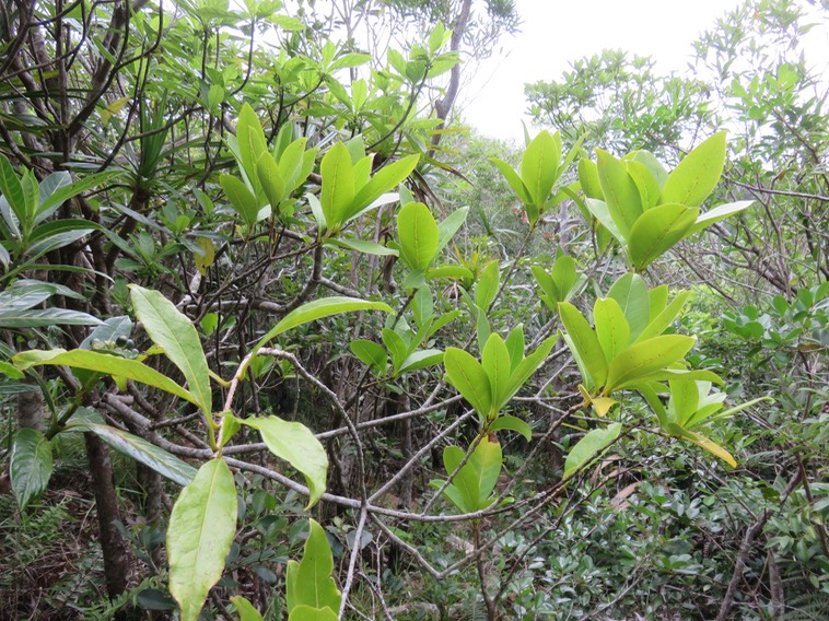 30. Chionanthus broomeana - Bois de coeur bleu - OLEACEAE - Endémique Réunion (domaties velues à poils bruns) IMG_2483.JPG