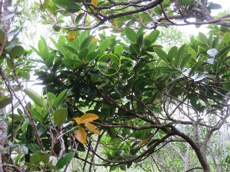 33. Fleur de Xylopia richardii - Bois de banane - Annonacée - B
