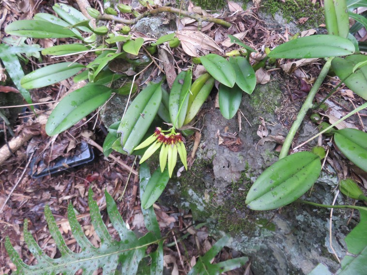 39. Bulbophyllum longiflorum  - - Orchidaceae