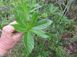 7. Antirhea borbonica - Bois d'Osto - Rubiacée - M