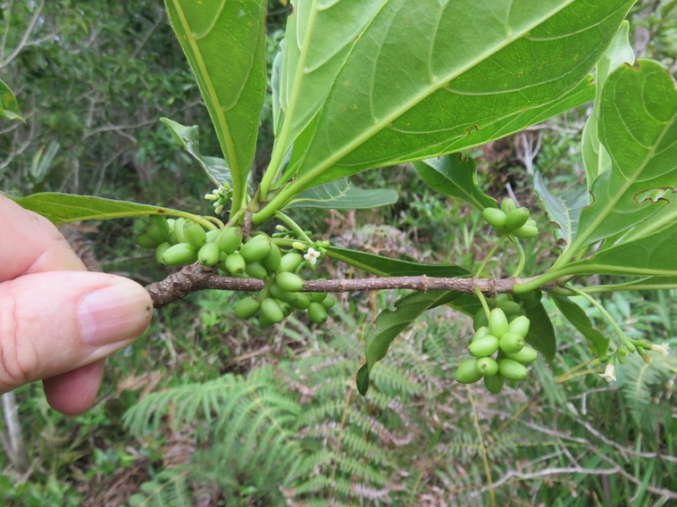8. Fruits Fleur Antirhea borbonica - Bois d'Osto - Rubiacée - M