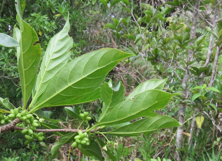 9. Fruits Fleur Antirhea borbonica - Bois d'Osto - Rubiacée - M