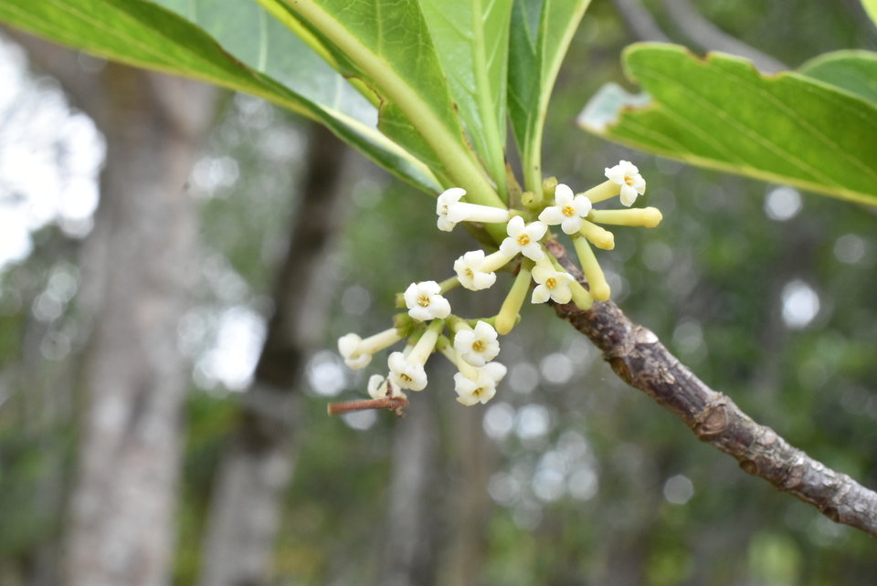 Antirhea borbonica - Bois d'osto - RUBIACEAE - Endémique Réunion, Maurice, Madagascar