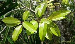 Apodytes dimidiata .peau gris .icacinaceae.indigène Réunion.P1024713