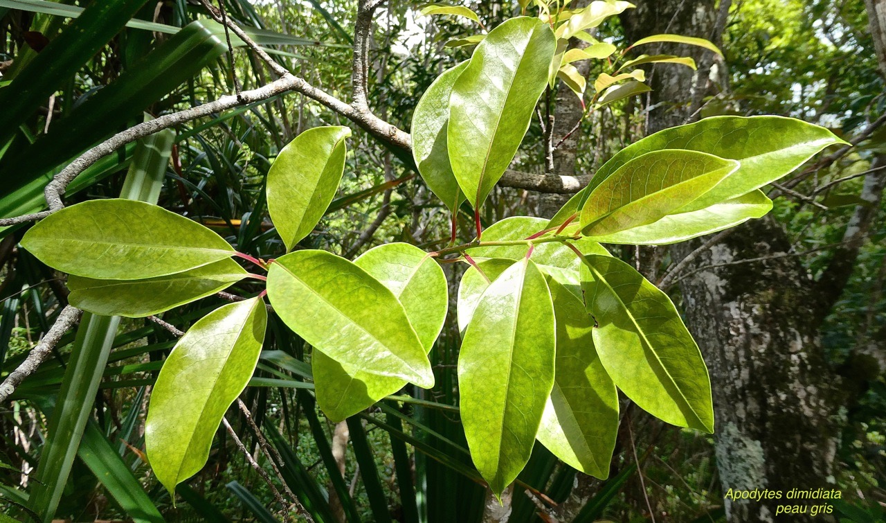 Apodytes dimidiata .peau gris .icacinaceae.indigène Réunion.P1024713