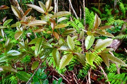 Apodytes dimidiata.peau gris.icacinaceae.indigène Réunion.P1024730