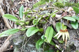 Bulbophyllum longiflorum - EPIDENDROIDEAE - Indigène Réunion - MB2_5456