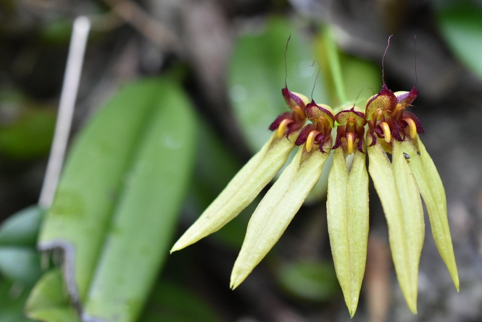 Bulbophyllum longiflorum - EPIDENDROIDEAE - Indigène Réunion - MB2_5458