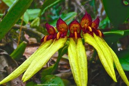 Bulbophyllum longiflorum. var jaune . orchidaceae.P1024843