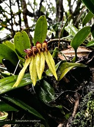 Bulbophyllum longiflorum. variante jaune orchidaceae.IMG_6509